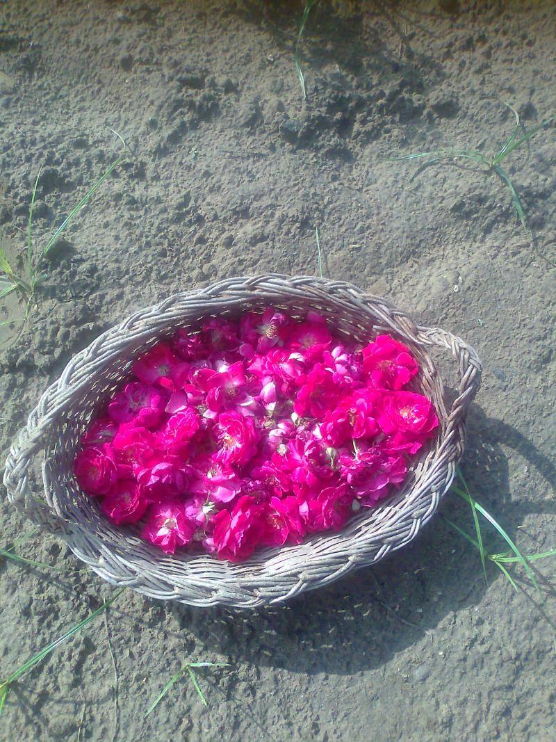 retun of deshi gulab